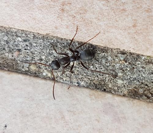 Réf. 213 091 : Formica sp.